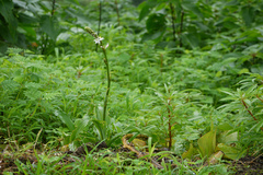 Chlorophytum glaucum